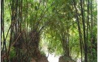 Rumpun Bambu